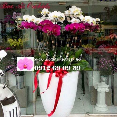 lan ho diep tang vo ngay 20-10