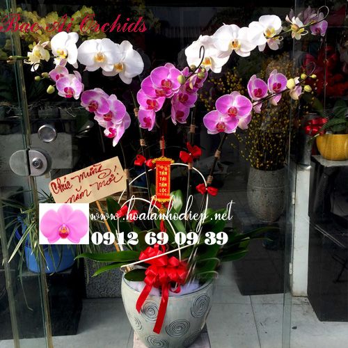 hoa lan ho diep tang vo ngay 20-10