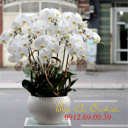 chau lan ho diep tet dep nhat