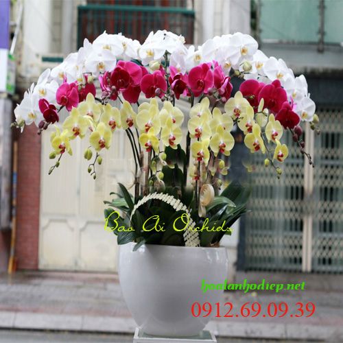 chau lan ho diep da sac