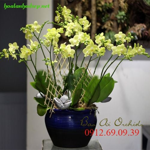 chau lan ho diep tet dep nhat