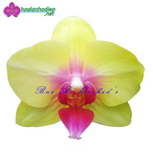 Hoa lan hồ điệp vàng mini CJH3201