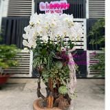  Lũa gỗ hoa lan chúc mừng sinh nhật LHD-758 