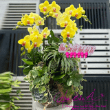  Lũa hoa lan hồ điệp 5 cành vàng siêu xinh LHD-754 
