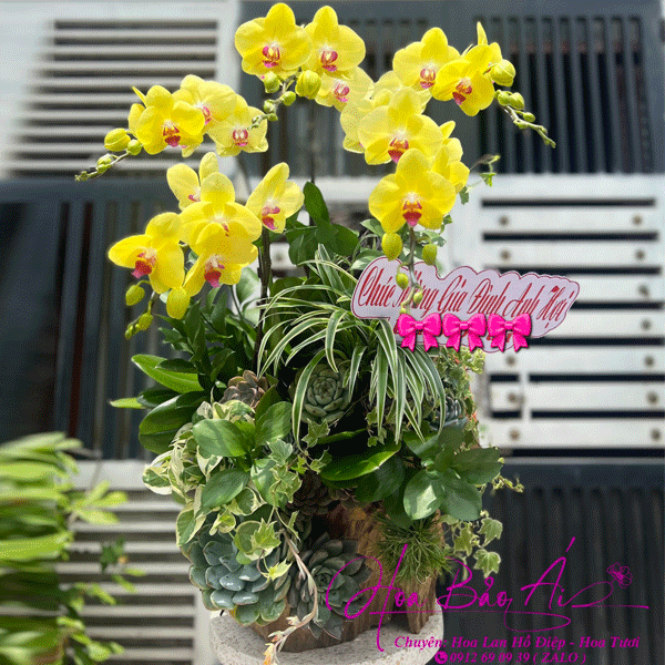  Lũa hoa lan hồ điệp 5 cành vàng siêu xinh LHD-754 