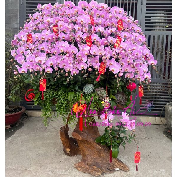  Lũa hoa lan hồng đẳng cấp LHD-824 