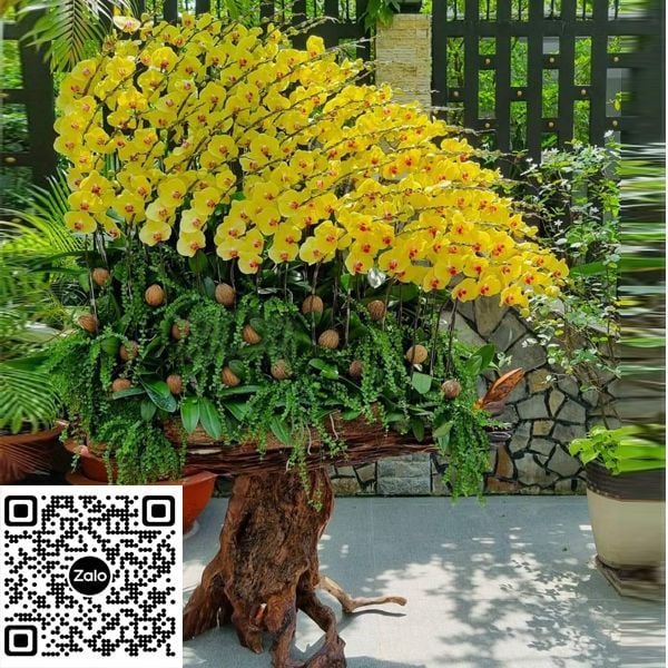 Gỗ lũa ghép hoa lan hồ điệp biếu tết - Tặng Khai Trương LHD-711 Gỗ Lũa Ghép Hoa Lan Hồ Điệp Biếu Tết - Tặng Khai Trương Lhd-711