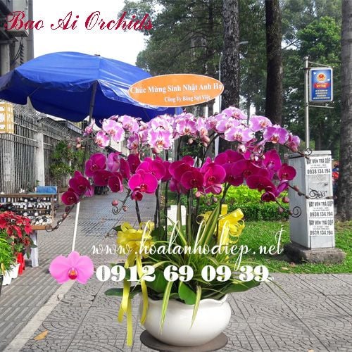 mẫu lan hồ điệp 10 cành