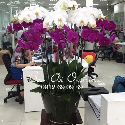 lan ho diep tang sep ngay 20-10