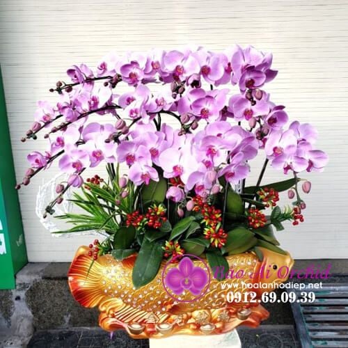 Thuyền hoa lan cá chép tặng dịp tết