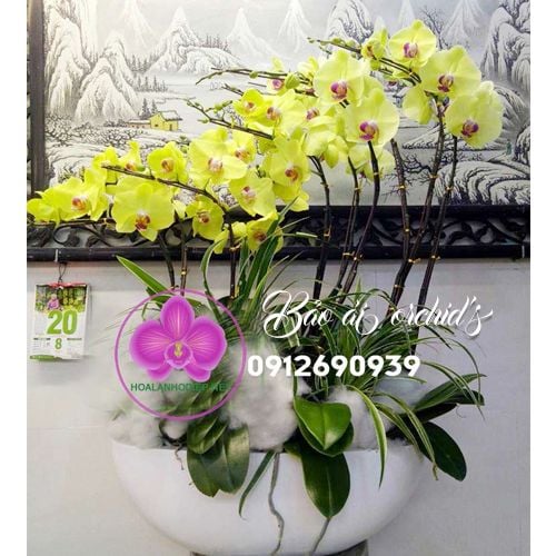 thuyền hoa lan hồ điệp ghép chậu nghệ thuật