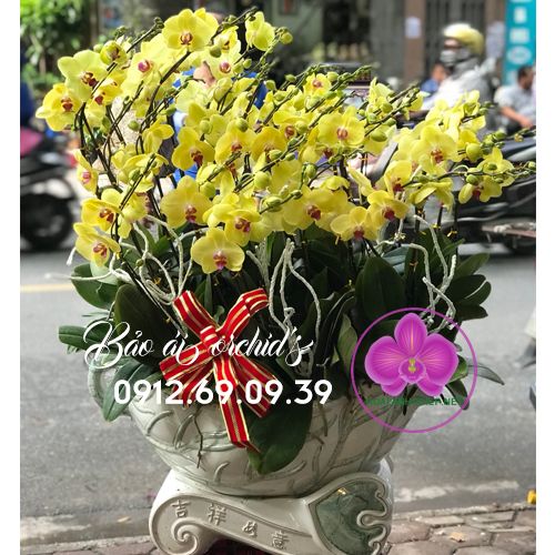 thuyền hoa lan hồ điệp vàng