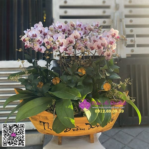 thuyền hoa lan hồ điệp mini nhí,