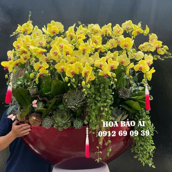  Thuyền hoa lan vàng đẹp nhất 2025 LHD-778 