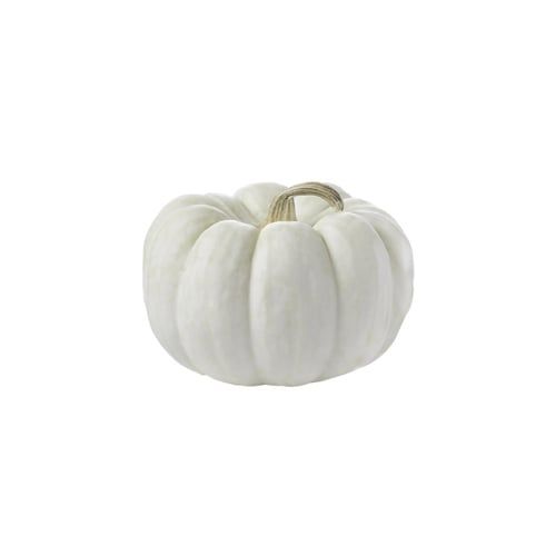  WHITE PUMPKIN BABY 500G 