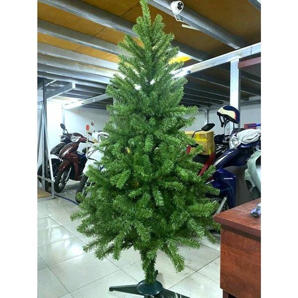 Cây Thông Thường Đầu Tròn - Đủ Kích Thước