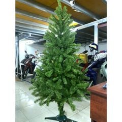 Cây Thông Thường Đầu Tròn - Đủ Kích Thước