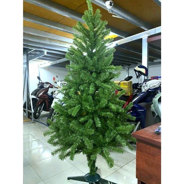 Cây Thông Cao 120 cm