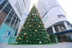 Cây Thông Cao 15 Mét