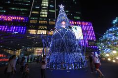 Cây Thông Cao 15 Mét