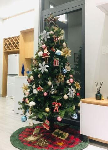 Cây Thông Đầu Tròn Cao 150 cm