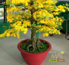 Chậu Hoa Mai Giả Cao 2m Trang Trí Tết