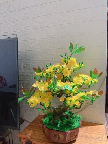 Chậu Hoa Mai Nhựa Mini Để Bàn Cao 50cm Trang Trí Tết
