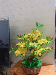 Chậu Hoa Mai Nhựa Mini Để Bàn Cao 50cm Trang Trí Tết