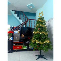 Cây Thông Cao 120 cm