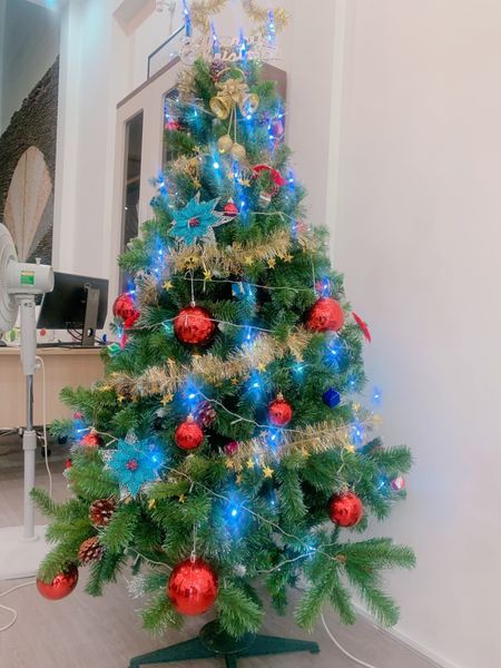 Cây Thông Thường Đầu Tròn - Đủ Kích Thước