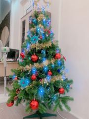 Cây Thông Thường Đầu Tròn - Đủ Kích Thước