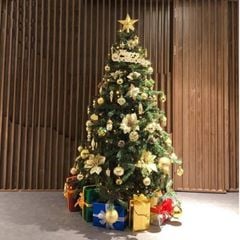 Cây Thông Thường Đầu Tròn - Đủ Kích Thước