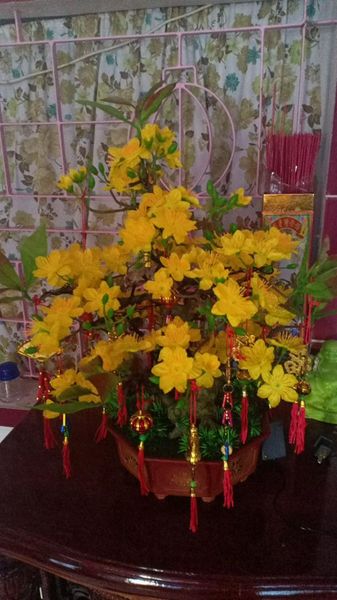 Chậu Hoa Mai Nhựa Mini Để Bàn Cao 50cm Trang Trí Tết