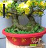 Chậu Mai Bonsai Giả Cao 95cm - 2 Thân