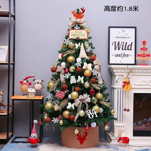 Cây Thông Đầu Tròn Cao 150 cm