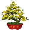 Chậu Hoa Mai Bonsai Giả Cao 80cm Trang Trí Tết