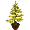 Chậu Mai Bonsai Giả 1m65 Trang Trí Tết