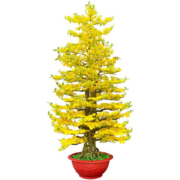 Chậu Hoa Mai Giả 3m Trang Trí Tết