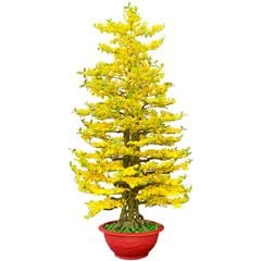 Chậu Mai Tết Giả Nhiều Bông Cao 165cm