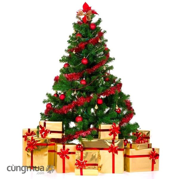 Cây Thông Đầu Tròn Cao 150 cm