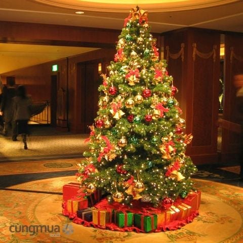 Cây Thông Đầu Tròn Cao 3m