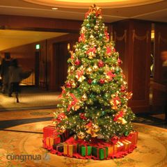 Cây Thông Đầu Tròn Cao 3m