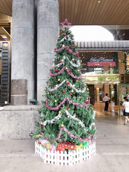 Cây Thông Đầu Tròn Cao 240 cm