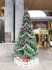 Cây Thông Đầu Tròn Cao 240 cm