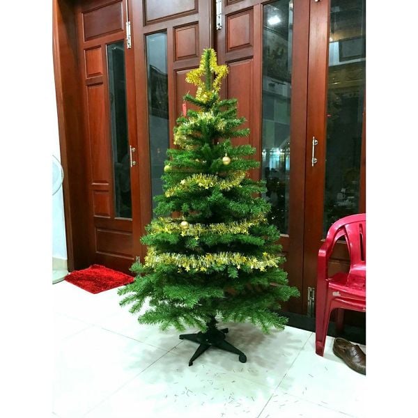 Cây Thông Thường Đầu Tròn - Đủ Kích Thước