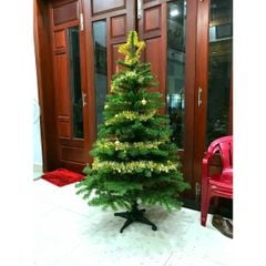 Cây Thông Thường Đầu Tròn - Đủ Kích Thước