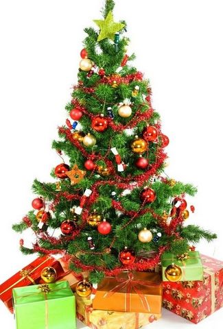 Cây Thông Cao 120 cm