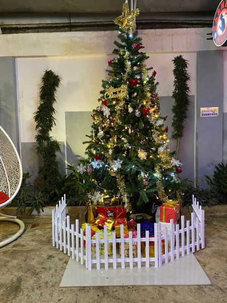 Cây Thông Đầu Tròn Cao 240 cm