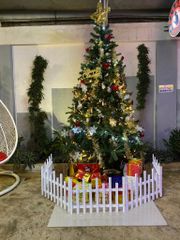 Cây Thông Đầu Tròn Cao 240 cm