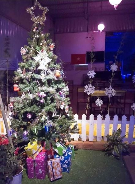 Cây Thông Đầu Tròn Cao 240 cm